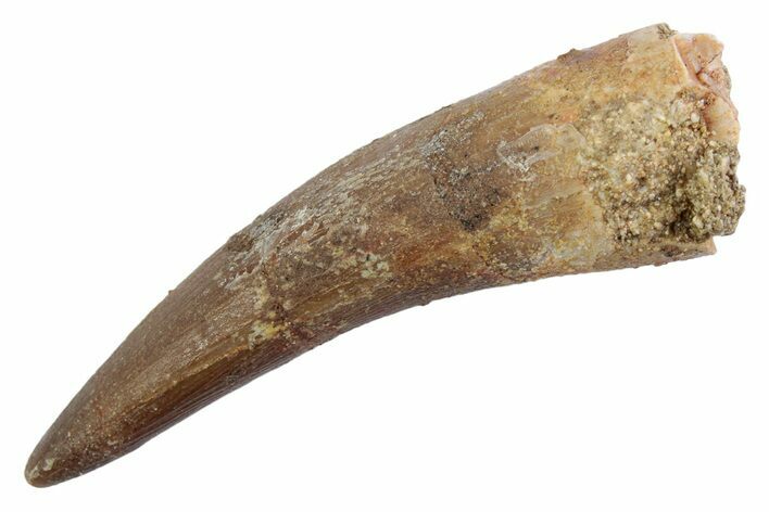 Fossil Plesiosaur (Zarafasaura) Tooth - Morocco #370493